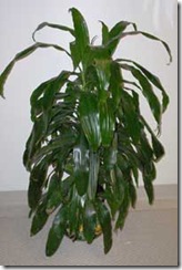 1008_janet_craig_dracaena_Big