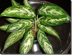 FileAglaonema.var
