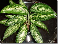 FileAglaonema.var