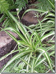 FileChlorophytum_comosum0