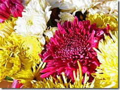 FileChrysanthemums