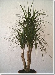 FileDracaena_marginata_IndoorPlant_0605k