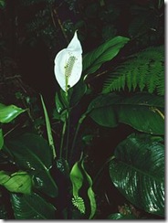 FileSpathiphyllum_montanum