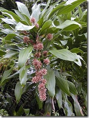 FileStarr_021203-0014_Dracaena_fragrans