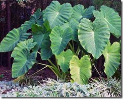 ImagenElephant-Ear-Pant