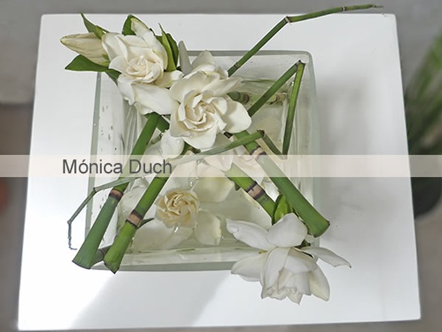 monica duch-Gardenia 2