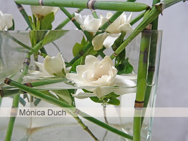 monica duch-Gardenia 3